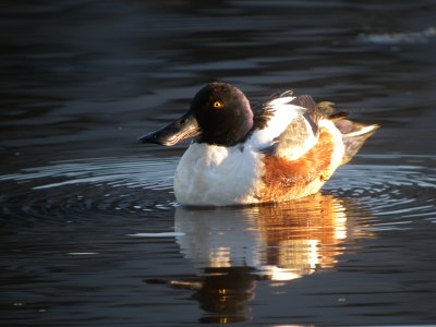 Northern Shoveler ( male )