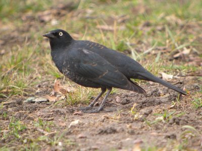 Rusty Blackbird