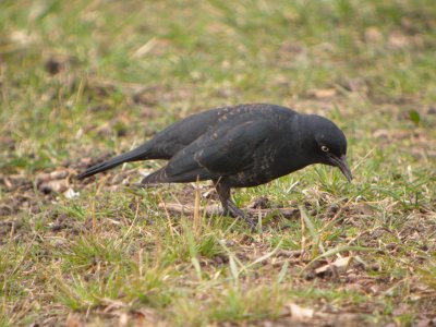 Rusty Blackbird