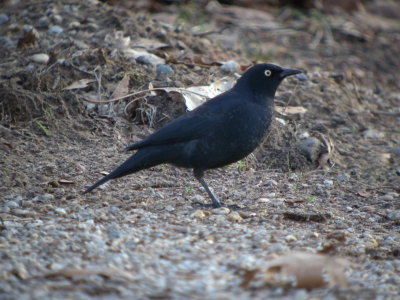 Rusty Blackbird