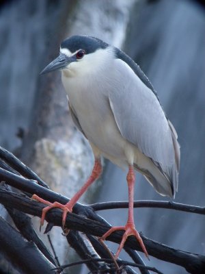 Black-crowned Night-Heron