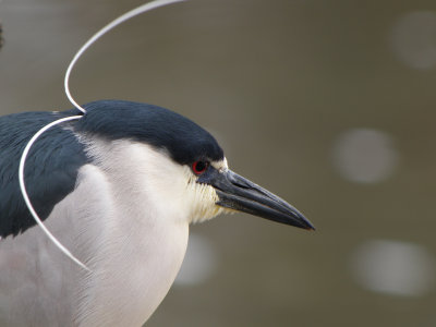 Black-crowned Night-Heron