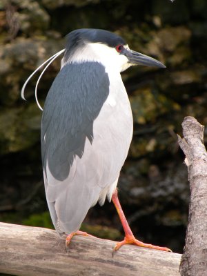 Black-crowned Night-Heron