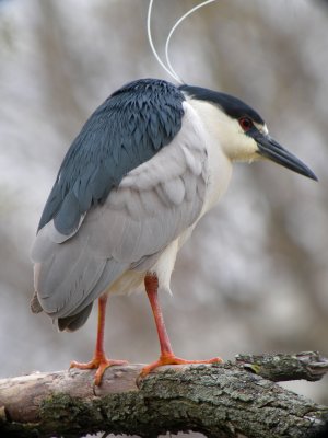 Black-crowned Night-Heron