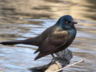Common Grackle (Quiscalus quiscula )