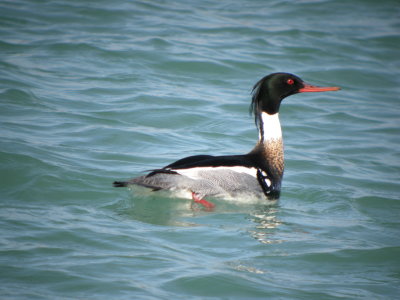 Red-breasted Merganser