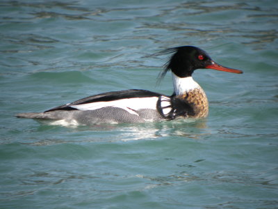 Red-breasted Merganser