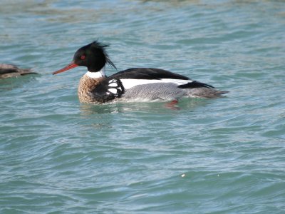 Red-breasted Merganser