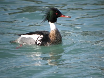 Red-breasted Merganser