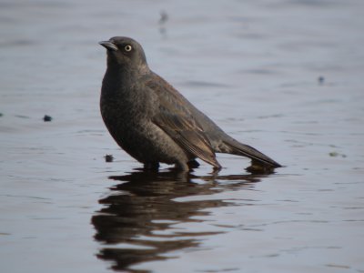 Rusty Blackbird
