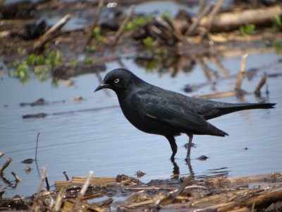 Rusty Blackbird