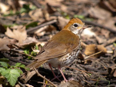 Wood Thrush