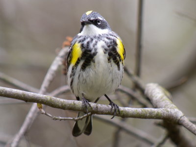Yellow-rumped Warbler (Myrtle )