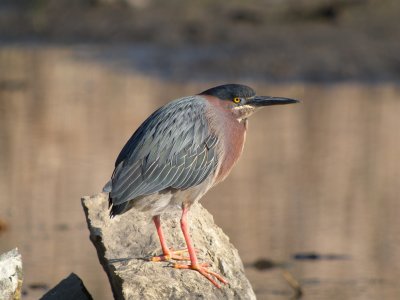 Green Heron