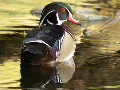 Wood Duck