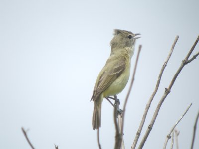 vireos_and_warblers