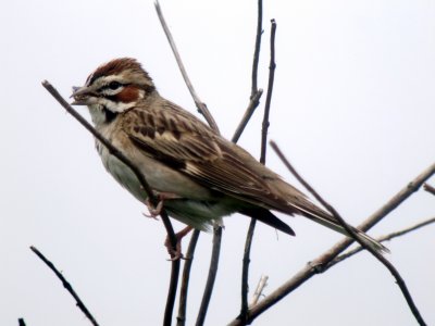 Lark Sparrow