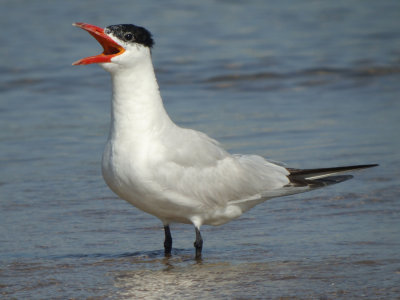 Caspian Tern