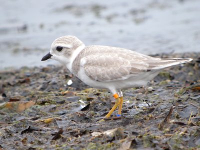 Piping plover (juvenile hatched at manistee michigan  2011)