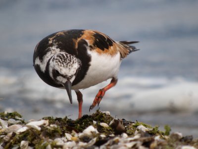 Ruddy Turnstone