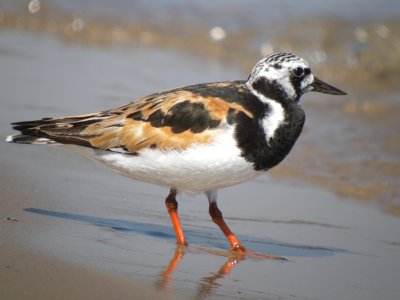 Ruddy Turnstone