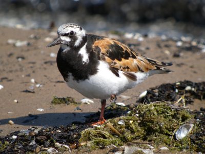 Ruddy Turnstone