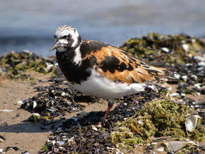 Ruddy Turnstone