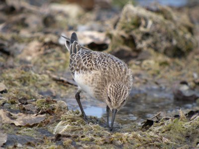 Baird's Sandpiper