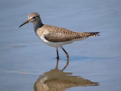 Solitary Sandpiper ( juvenile western )