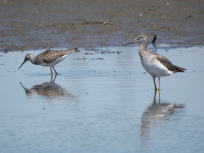 Greater Yellowlegs / Lesser Yellowlegs side by side