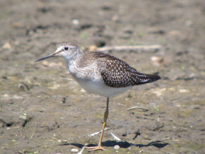 Lesser Yellowlegs