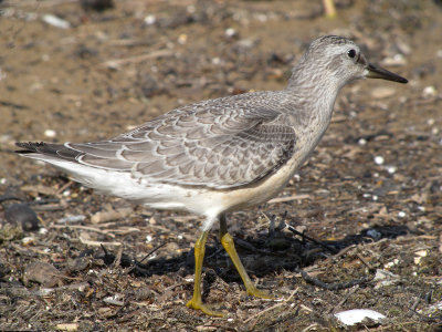 Red Knot