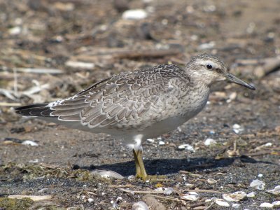 Red Knot