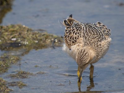 Buff-breasted Sandpiper