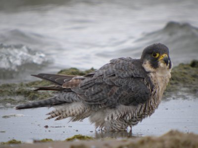 Peregrine Falcon