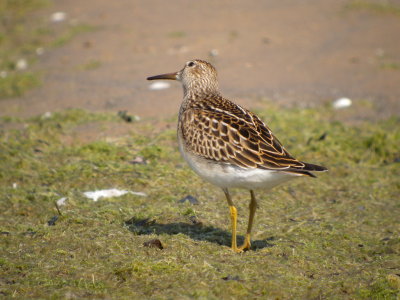 Pectoral Sandpiper (juvenile)