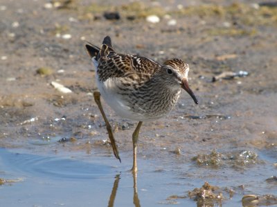 Pectoral Sandpiper (juvenile)