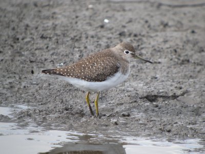 Solitary Sandpiper