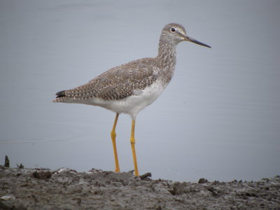 Greater Yellowlegs