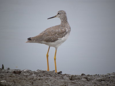 Greater Yellowlegs