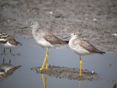 Greater Yellowlegs (adult left with juvenile )