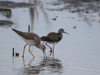 Greater Yellowlegs / Lesser Yellowlegs side by side