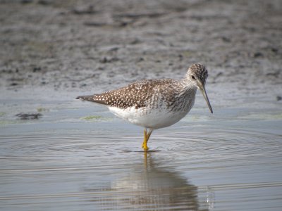 Greater Yellowlegs