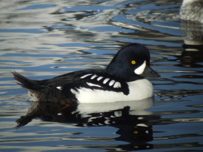 Barrow's Goldeneye