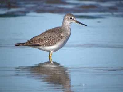 Lesser Yellowlegs