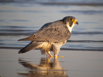Peregrine Falcon (Zoom)