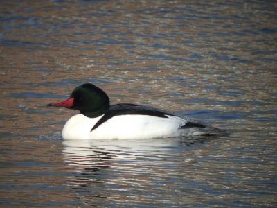 Common Merganser ( male)