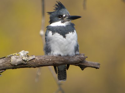 Belted Kingfisher ( male )