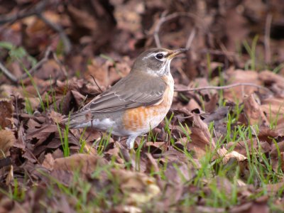 Eybrowed American Robin