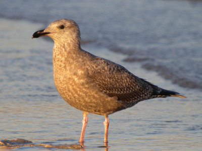 Herring Gull   ( first winter )